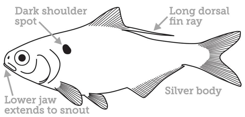 Shad, Threadfin