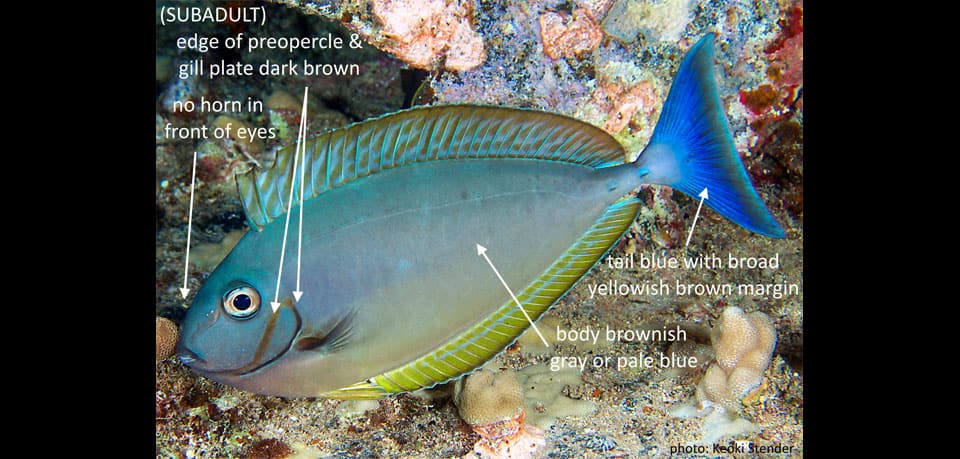 Unicornfish, Sleek