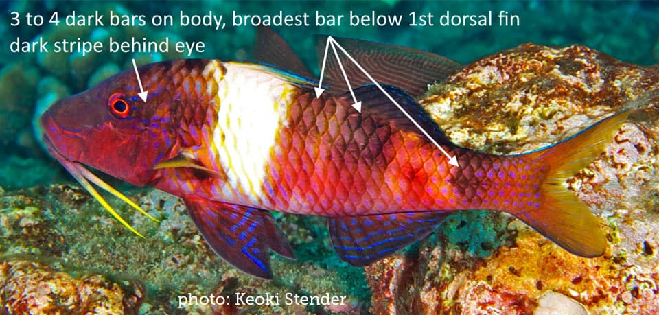 Fish Rules - Goatfish, Manybar in HI Hawaii State Waters