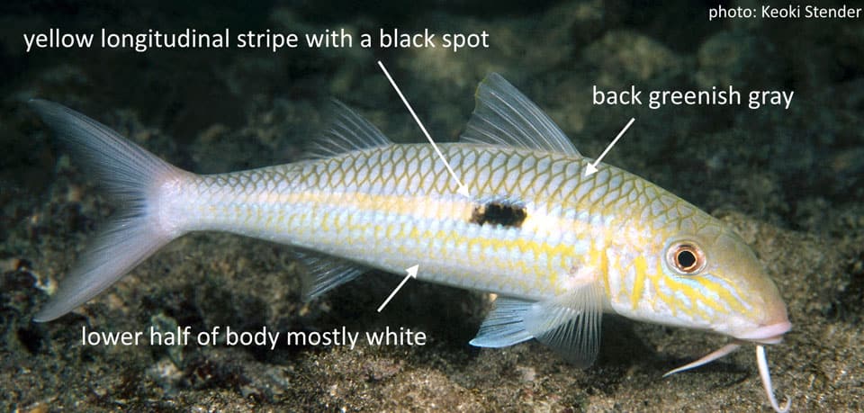 Goatfish, Yellowstripe