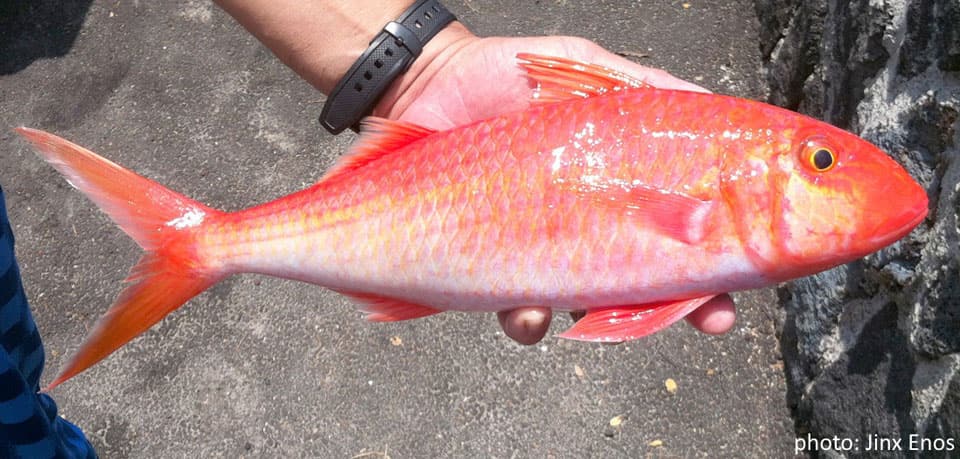 Goatfish, Pfluger's