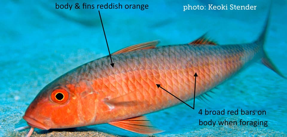 Goatfish, Pfluger's