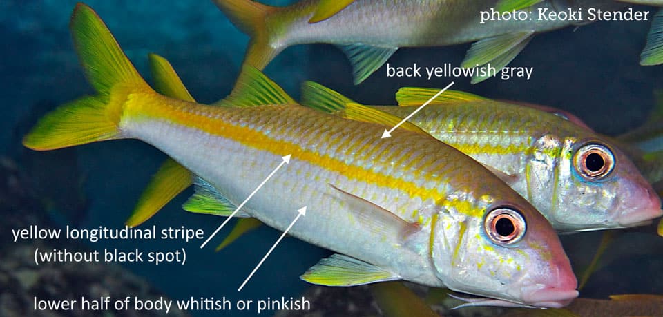 Fish Rules - Goatfish, Yellowfin in HI Maui