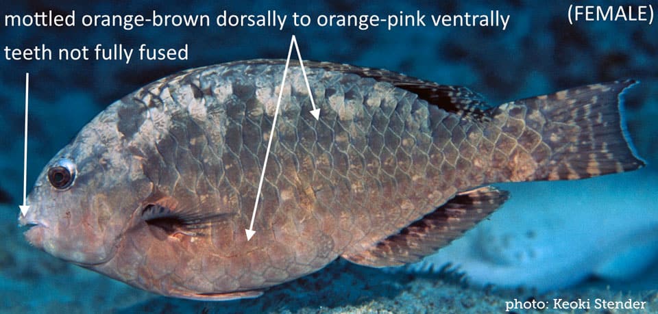 Parrotfish, Stareye