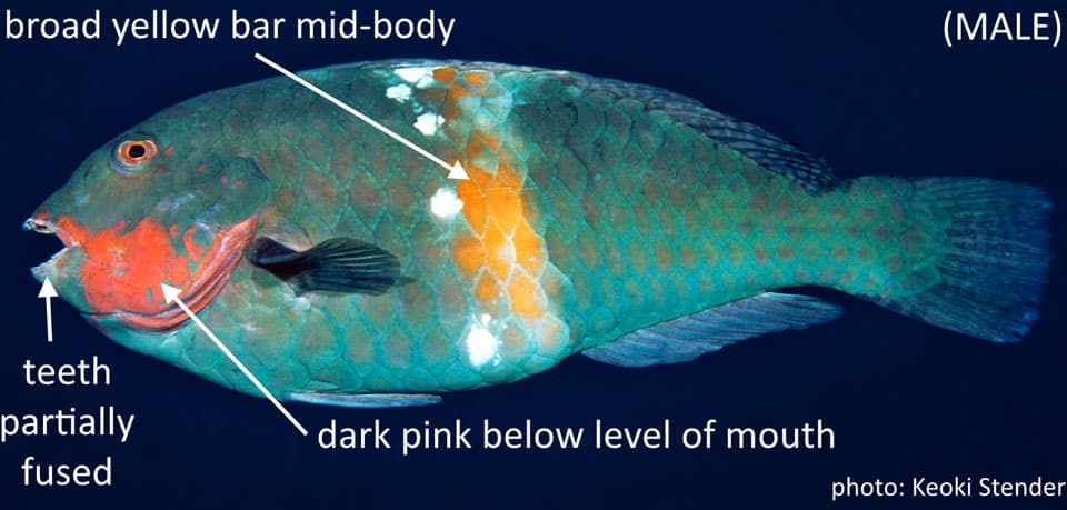 Parrotfish, Yellowbar
