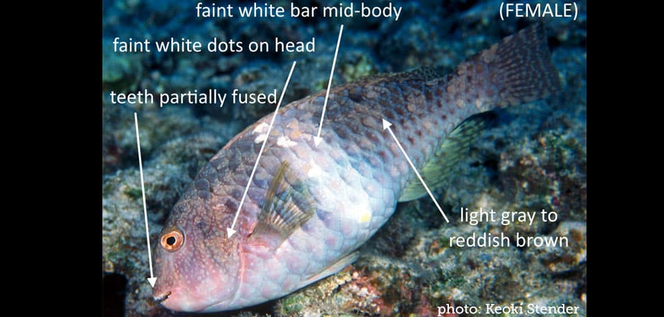 Parrotfish, Yellowbar