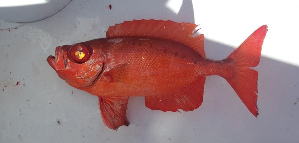 Bigeye, Atlantic