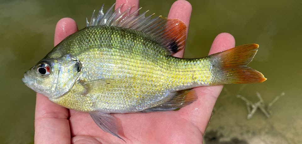 thumbnail image 2 of 75+ Live Small Bluegill Sunfish – Guaranteed Alive – Free Shipping – Freshwater Bream For Pond Or Aquarium 2 of 5