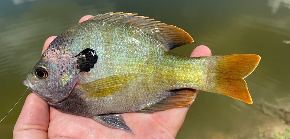 Fish Rules - Sunfish, Bluegill in FL State Waters