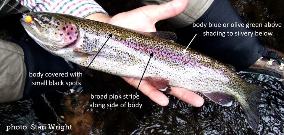 Trout, Rainbow