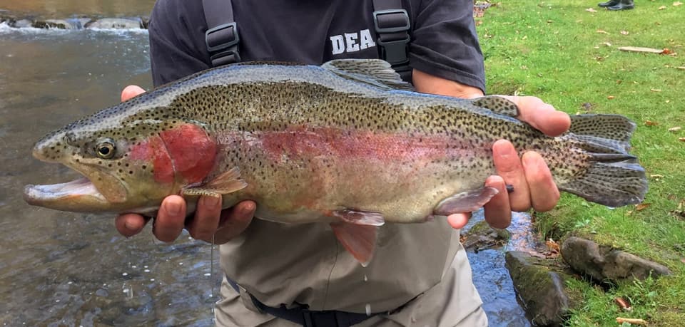 Trout, Rainbow