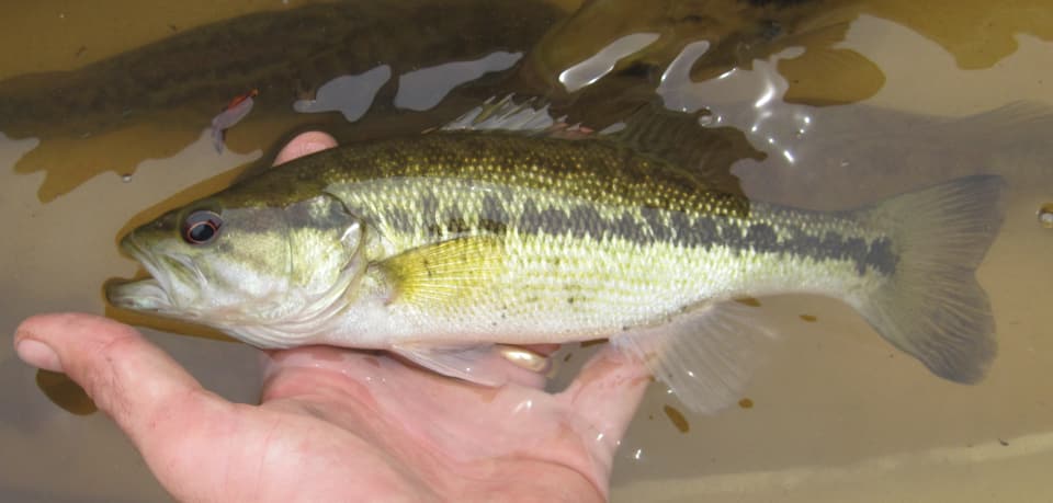 Fish Rules - Bass, Choctaw in FL State Waters