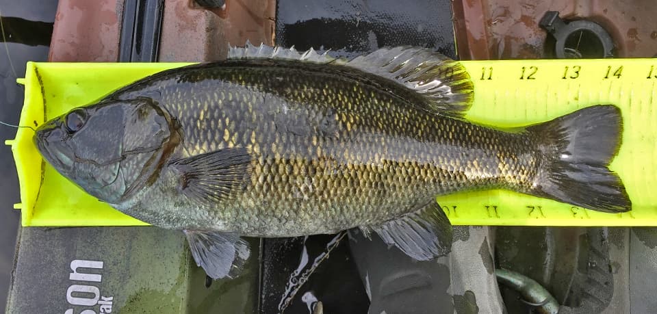 Fish Rules - Bass, Suwannee in Tenoroc FMA Lake C