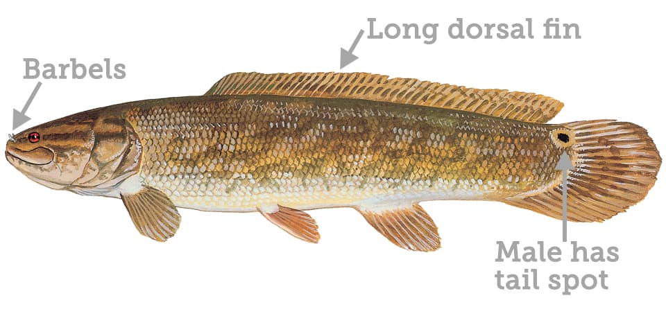 Bowfin