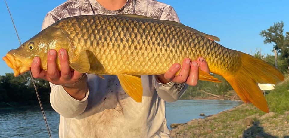 Carp, Common