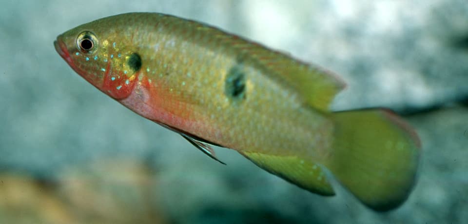 Cichlid, African Jewelfish