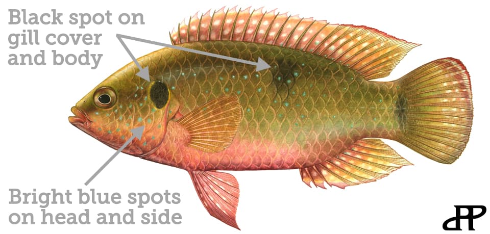 Cichlid, African Jewelfish