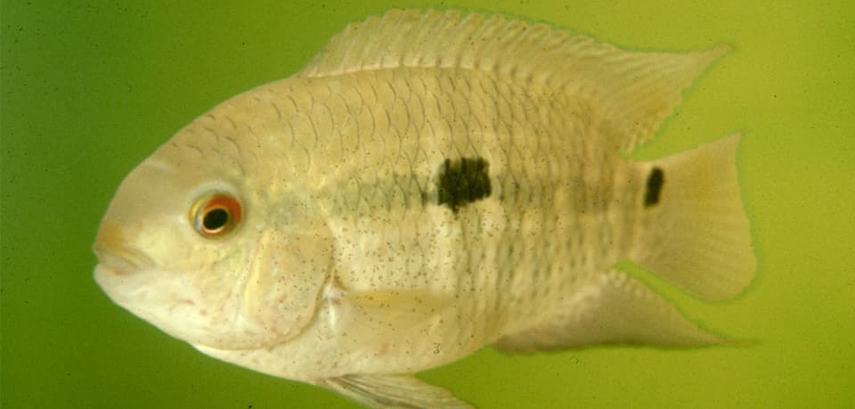 Cichlid, Black Acara