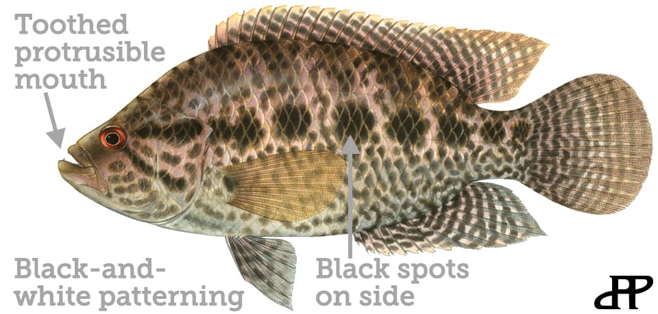 Cichlid, Jaguar Guapote