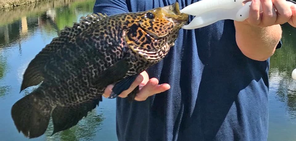 Cichlid, Jaguar Guapote