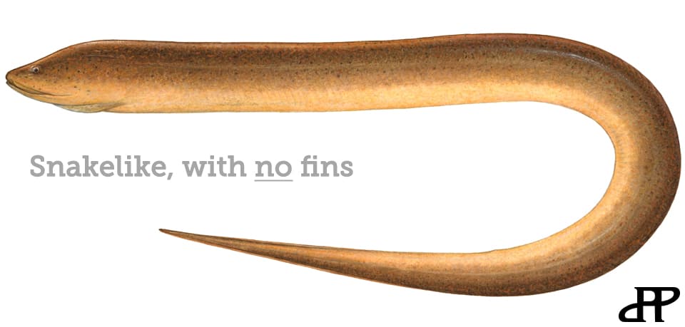 Eel, Swamp