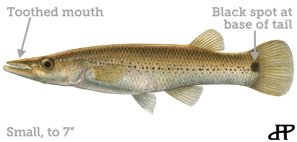 Fish Rules - Killifish, Pike in FL State Waters