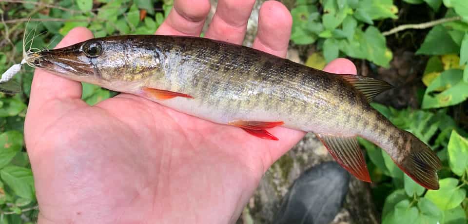 Pickerel, Redfin