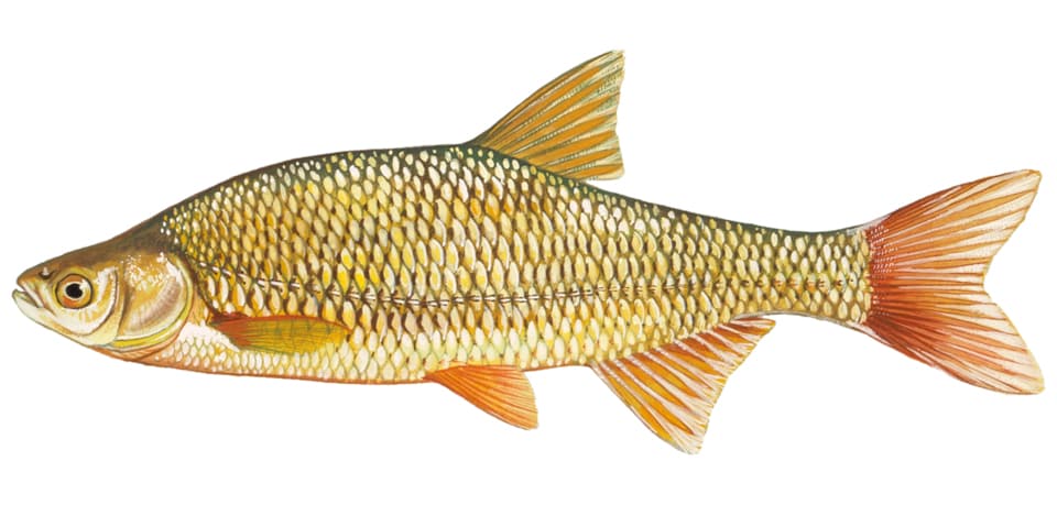 Fish Rules - Shiner, Golden in FL State Waters