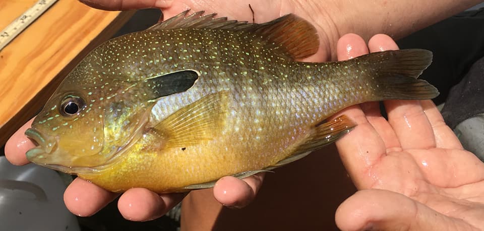 Sunfish, Longear