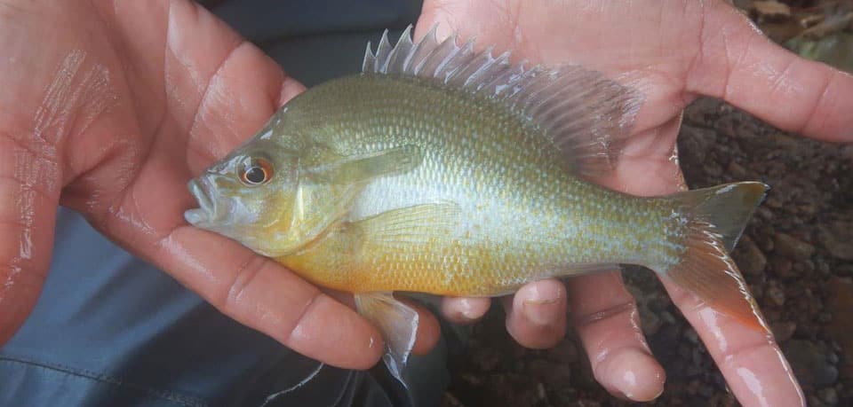 Sunfish, Redbreast