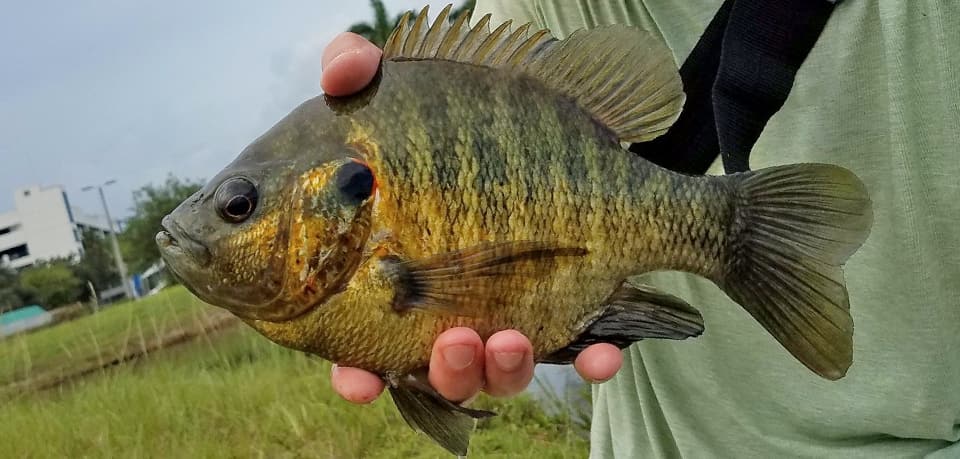 Fish Rules - Sunfish, Redear in Lake Santiago, Demetree Park FMA