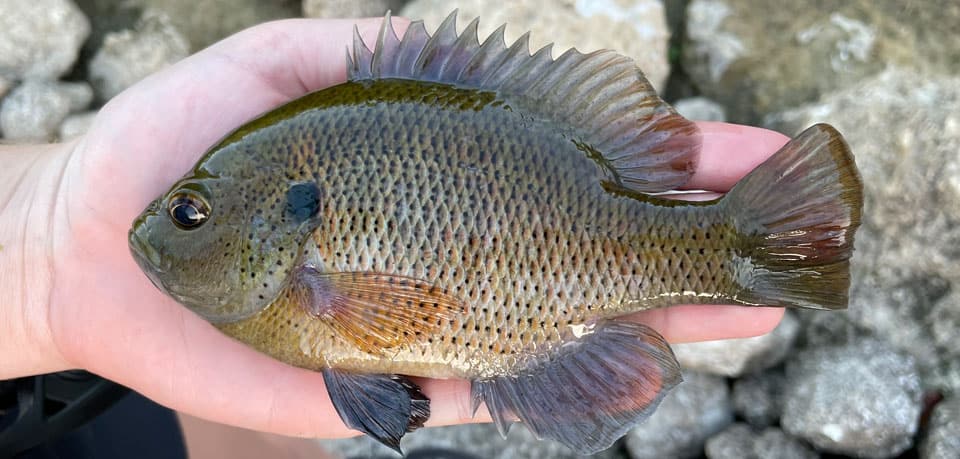 Fish Rules - Sunfish, Spotted in FL State Waters