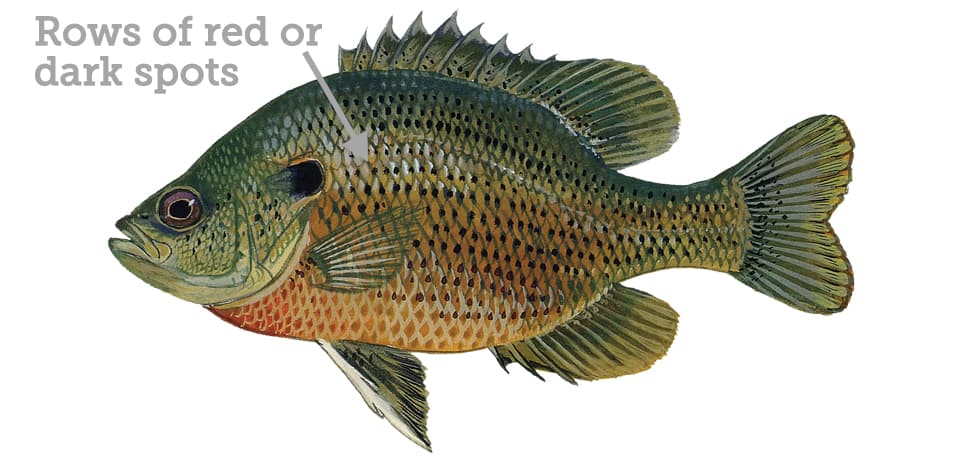 Sunfish/Panfish Fly Bundle – Flydrology