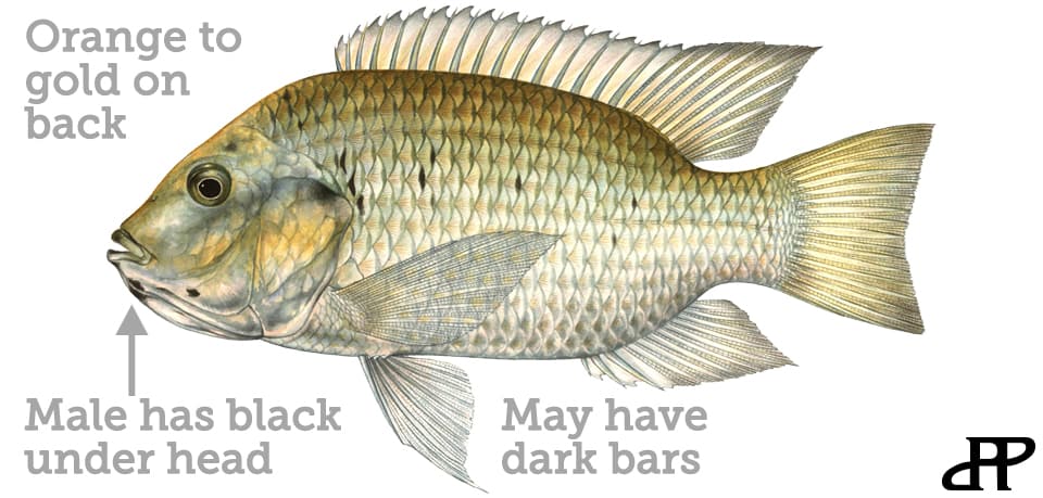 Tilapia, Blackchin