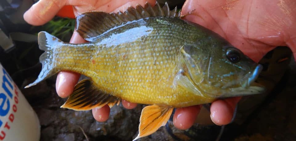 Sunfish, Green
