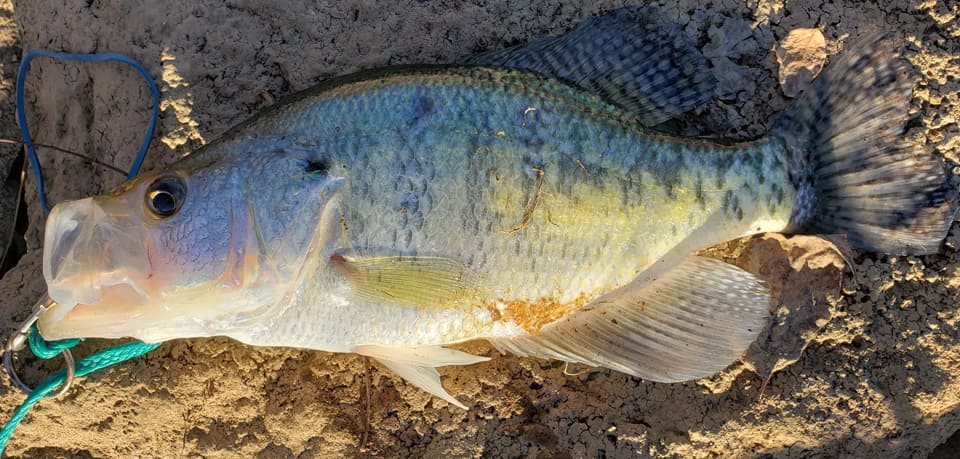 Crappie, White