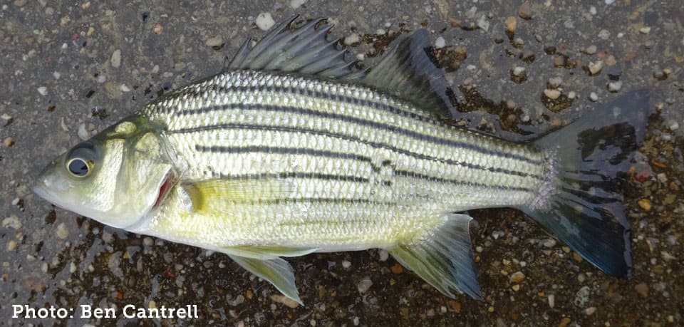 Bass, Yellow