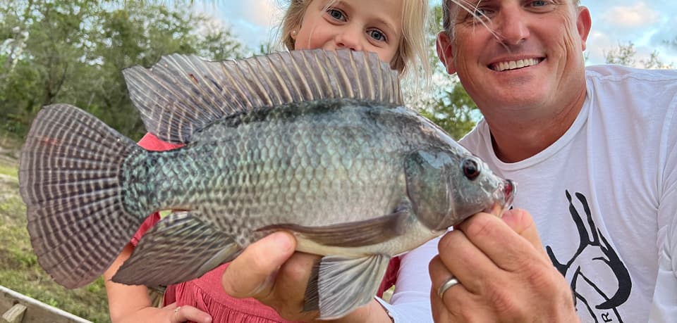 Tilapia, Nile