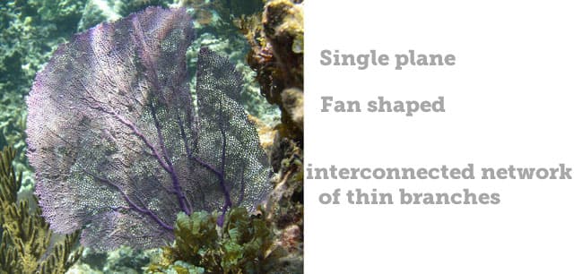 Fish Rules - Sea Fans in FL State + Fed Waters