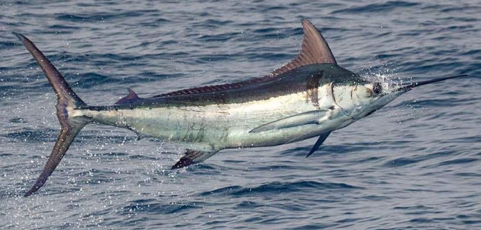Fish Rules - Marlin, Blue in Louisiana State Waters