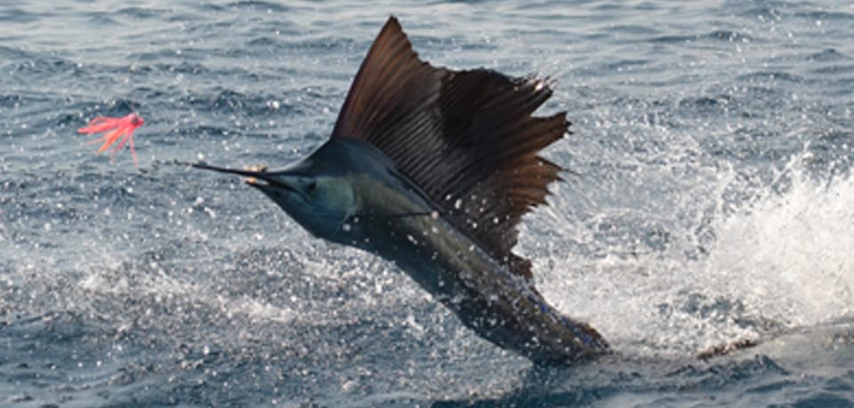 Fish Rules - Sailfish in NC State Waters