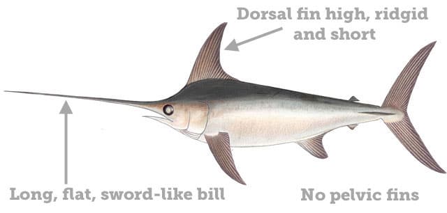 Fish Rules - Swordfish in FL State Waters