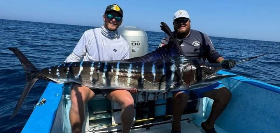 Marlin, Striped