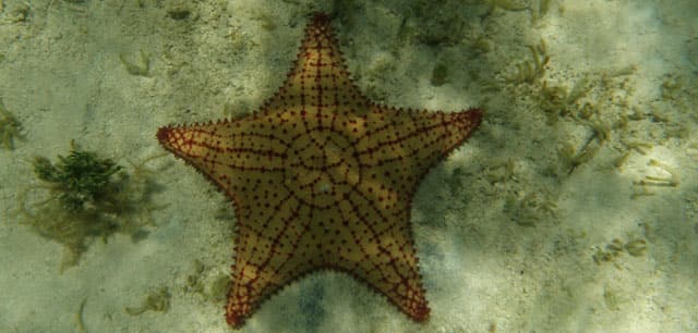 Starfish, Bahama 