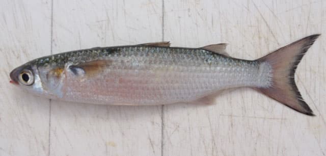 Mullet, Silver