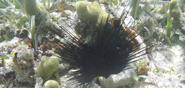 Urchin, Longspine 