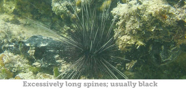 Urchin, Longspine 