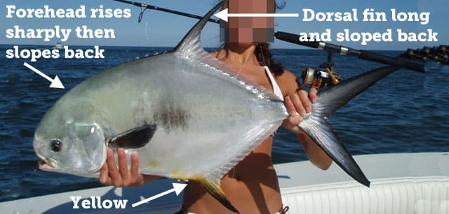 Fish Rules - Permit in FL State + Fed Waters
