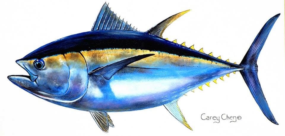 Learn About the Atlantic Bigeye – Fishing