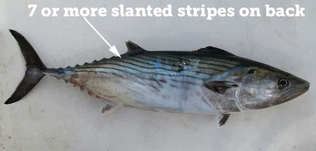 Fish Rules - Bonito, Atlantic in Highly Migratory Species